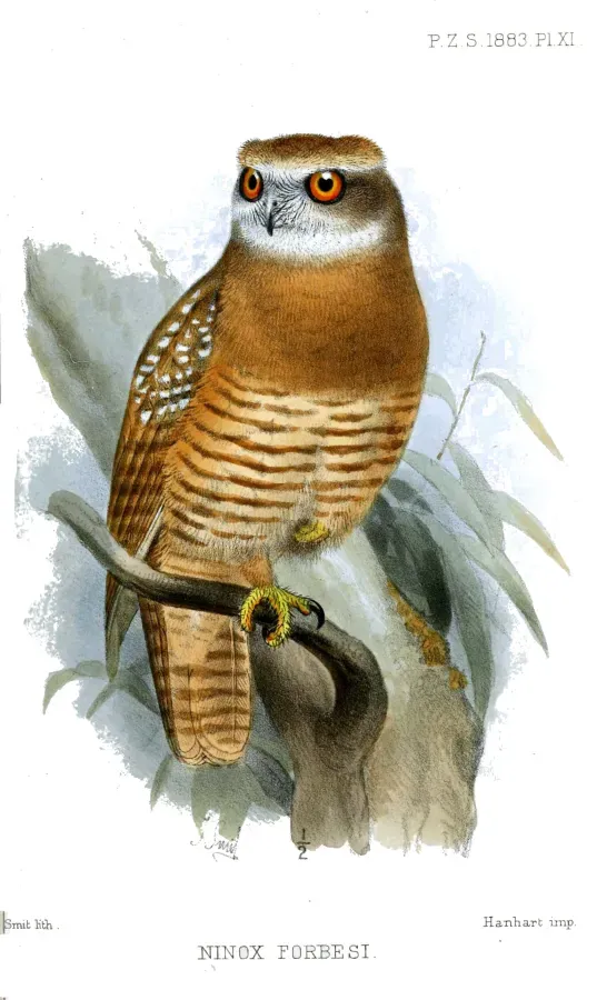 File:NinoxForbesiSmit.jpg
