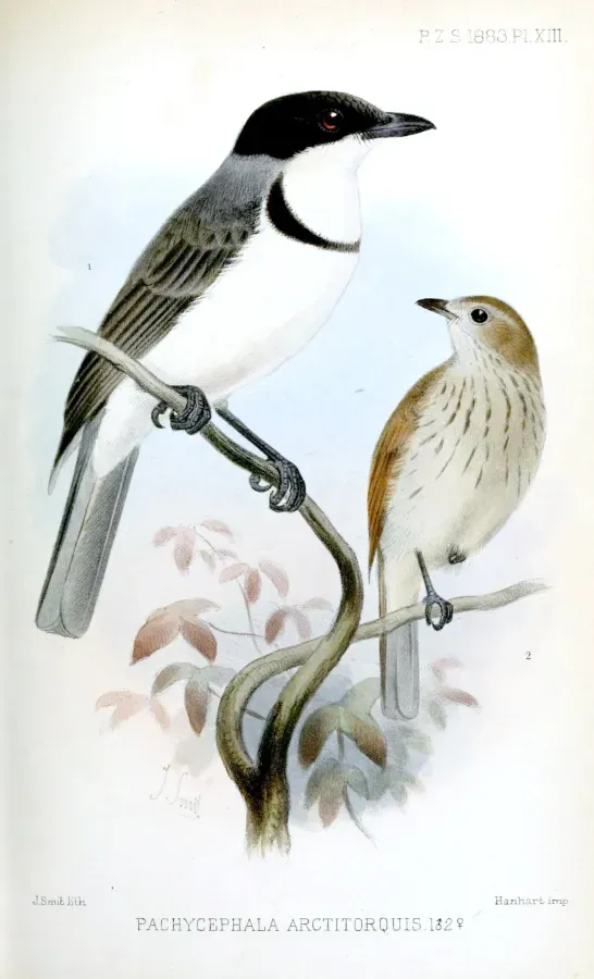 File:PachycephalaArctitorquisSmit.jpg