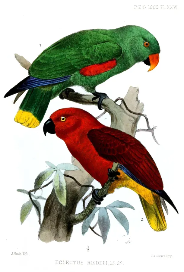File:EclectusRiedeliSmit.jpg