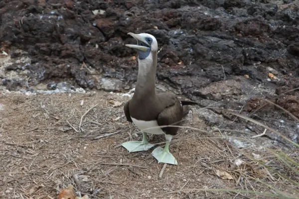 File:Sula leucogaster brewsteri 379916688.jpg