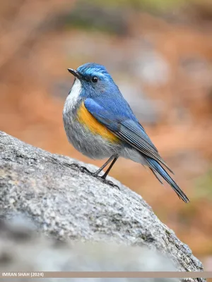 File:Himalayan Bluetail (Tarsiger rufilatus) - Flickr - gilgit2 (2).jpg