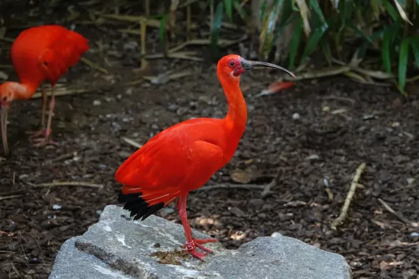 File:Ibis rouge (Eudocimus ruber) (1).jpg