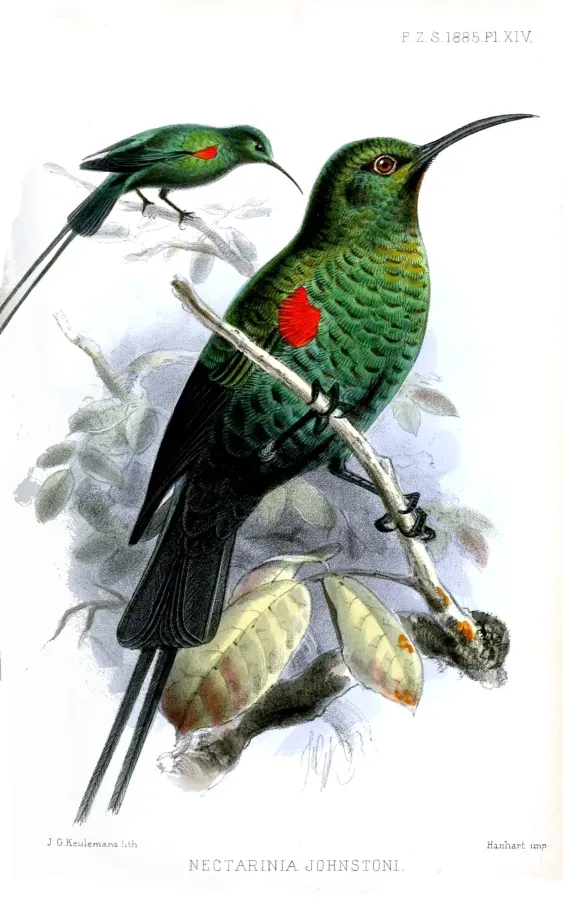 File:NectariniaJohnstoniKeulemans.jpg
