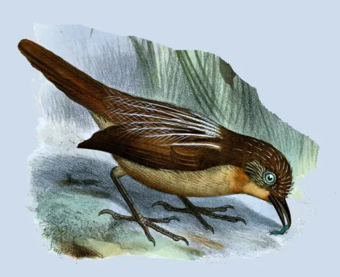 File:MacronusStriaticeps.jpg