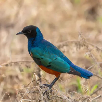 File:Estornino soberbio (Lamprotornis superbus), parque nacional Serengueti, Tanzania, 2024-05-26, DD 61.jpg
