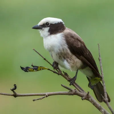 File:Alcaudón culiblanco (Eurocephalus ruppelli), parque nacional de Tarangire, Tanzania, 2024-05-24, DD 36.jpg