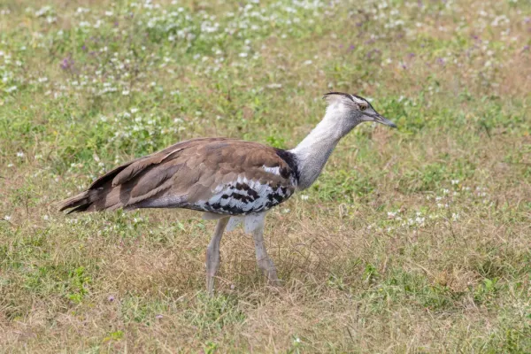 File:Avutarda kori (Ardeotis kori), zona de conservación de Ngorongoro, Tanzania, 2024-05-27, DD 38.jpg