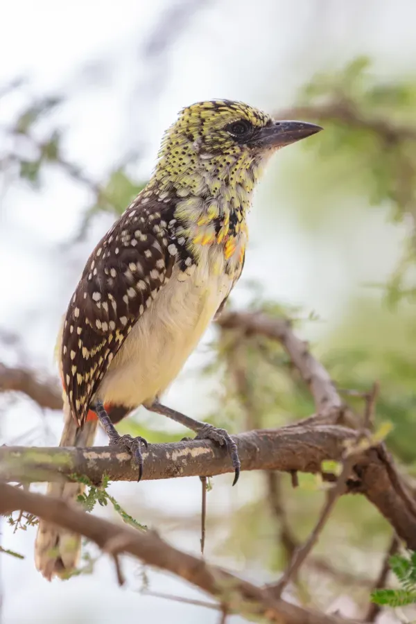 File:Barbudo cabecirrojo (Trachyphonus erythrocephalus), parque nacional Serengueti, Tanzania, 2024-05-26, DD 69.jpg