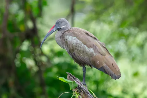 File:Ibis hadada (Bostrychia hagedash), parque nacional de Tarangire, Tanzania, 2024-05-24, DD 23.jpg