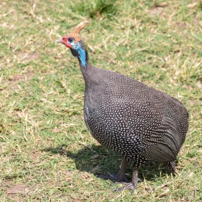 File:Gallina de Guinea (Numida meleagris), zona de conservación de Ngorongoro, Tanzania, 2024-05-27, DD 62.jpg
