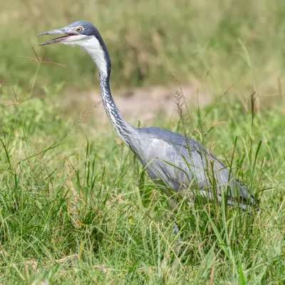 File:Garza de cabeza negra (Ardea melanocephala), parque nacional Serengueti, Tanzania, 2024-05-26, DD 83.jpg