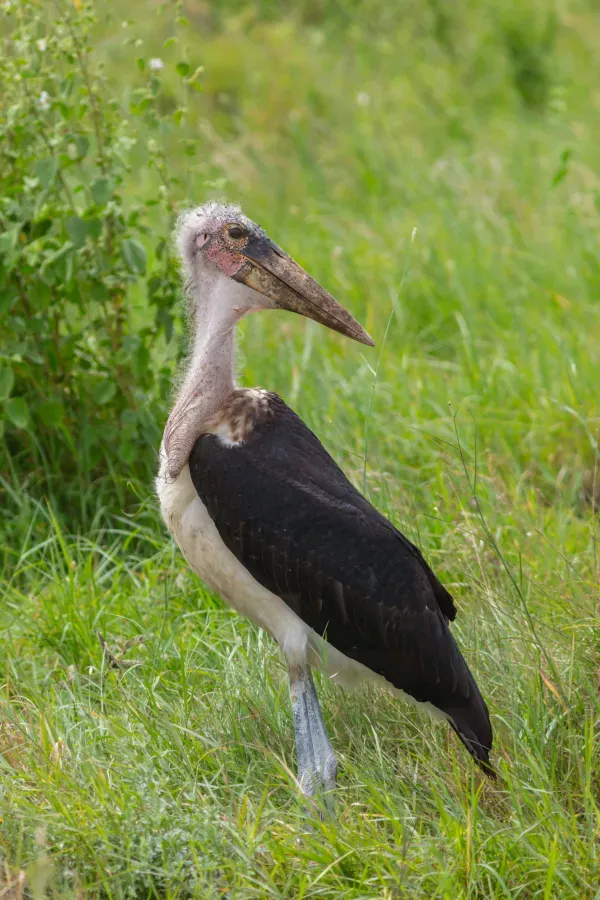 File:Marabú africano (Leptoptilos crumenifer), parque nacional de Tarangire, Tanzania, 2024-05-25, DD 45.jpg