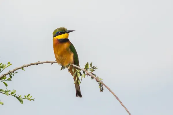 File:Abejaruco chico (Merops pusillus), parque nacional de Amboseli, Kenia, 2024-05-22, DD 10.jpg