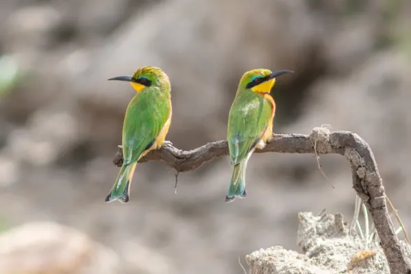 File:Abejarucos chico (Merops pusillus), reserva natural Masái Mara, Kenia, 2024-05-20, DD 104.jpg