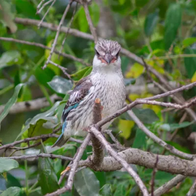 File:Alción estriado (Halcyon chelicuti), reserva natural Masái Mara, Kenia, 2024-05-20, DD 97.jpg