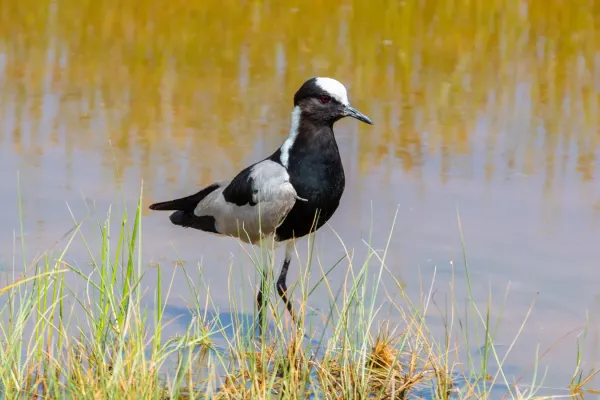File:Avefría armada (Vanellus armatus), parque nacional de Amboseli, Kenia, 2024-05-22, DD 16.jpg