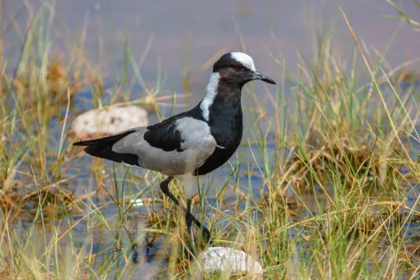 File:Avefría armada (Vanellus armatus), parque nacional de Amboseli, Kenia, 2024-05-22, DD 17.jpg