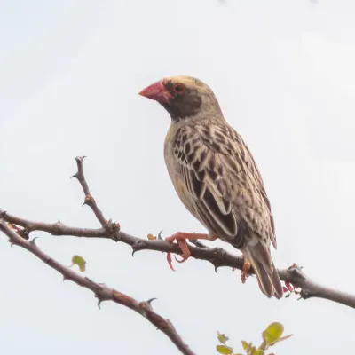 File:Quelea común (Quelea quelea), parque nacional de Amboseli, Kenia, 2024-05-22, DD 12.jpg