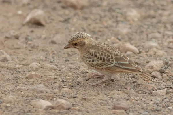 File:Terrera cariblanca (Eremopterix leucopareia), parque nacional de Amboseli, Kenia, 2024-05-22, DD 55.jpg