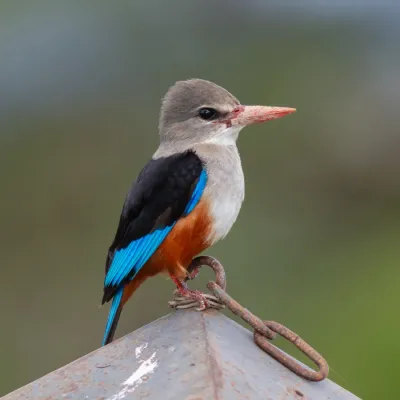 File:Alción cabeciblanco (Halcyon leucocephala), parque nacional de Amboseli, Kenia, 2024-05-23, DD 19.jpg