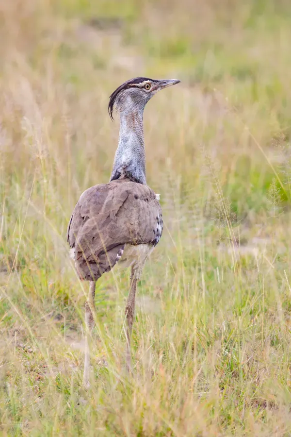 File:Avutarda kori (Ardeotis kori), parque nacional de Amboseli, Kenia, 2024-05-23, DD 03.jpg
