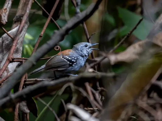 File:Epinecrophylla haematonota Rufous-backed Stipplethroat (male); Atalaia do Norte, Amazonas, Brazil.jpg