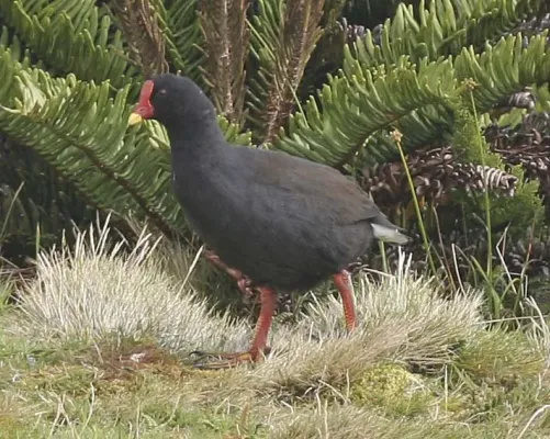 File:Gallinula comeri Beintema.jpg