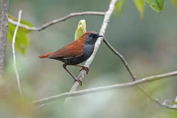 File:Heteroxenicus stellatus 395651309.jpg