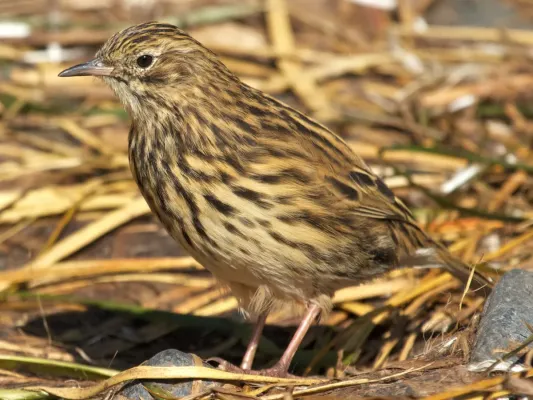 File:Anthus antarcticus -South Georgia, British overseas territory-8 2.jpg