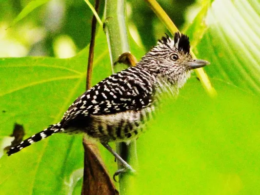 File:Thamnophilus doliatus en el parque nacional Henri Pittier, Venezuela.jpg