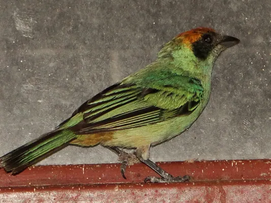 File:A Stilpnia vitriolina in El Castaño, Maracay, Venezuela.jpg