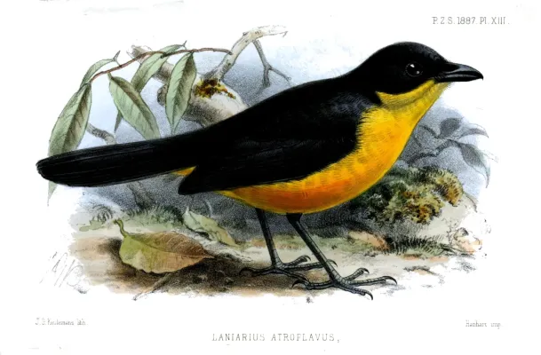 File:LaniariusAtroflavusSmit.jpg