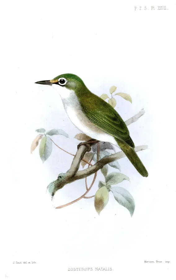 File:ZosteropsNatalisSmit.jpg