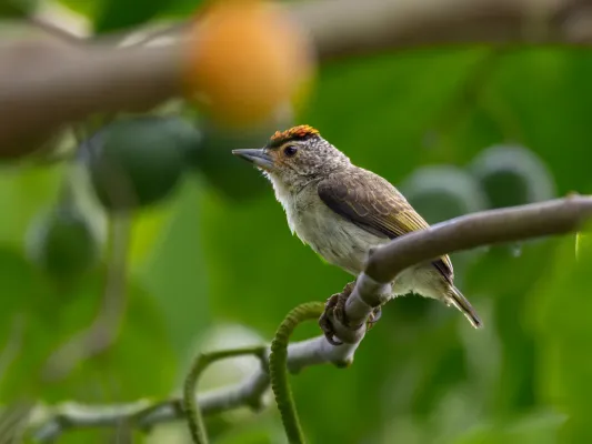 File:Picumnus castelnau Plain-breasted Piculet (male); Benjamin Constant, Amazonas, Brazil.jpg