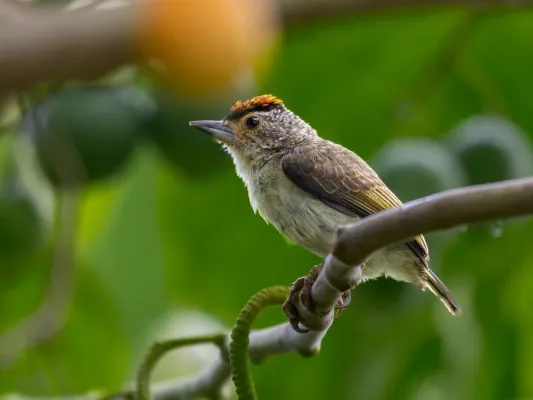 File:Picumnus castelnau Plain-breasted Piculet (male); Benjamin Constant, Amazonas, Brazil (cropped).jpg
