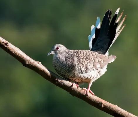 File:Columbina squammata -Bonito, Mato Grosso do Sul, Brazil-8.jpg