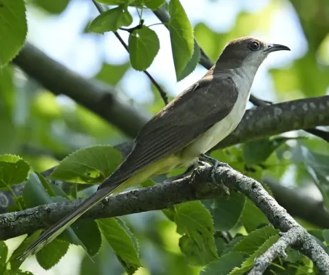 File:Coccyzus erythropthalmus Point Pelee.jpg