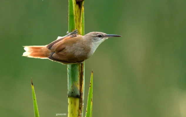 File:Limnoctites rectirostris.jpg