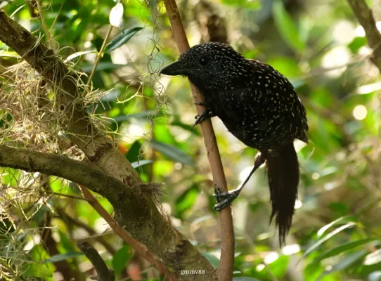 File:Mackenziaena leachii.jpg