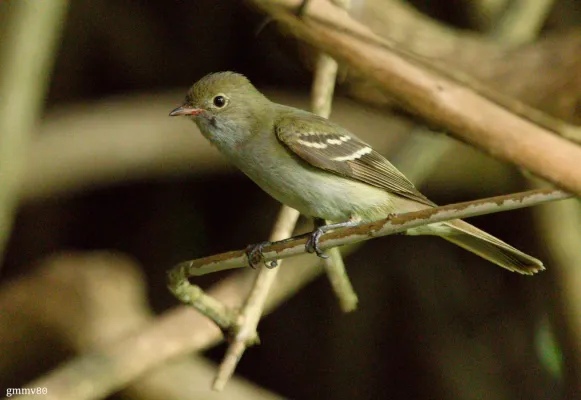 File:Elaenia parvirostris.jpg
