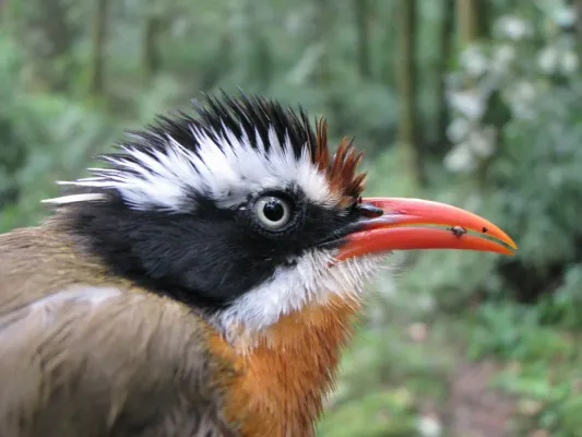 File:Pomatorhinus ferruginosus.jpg
