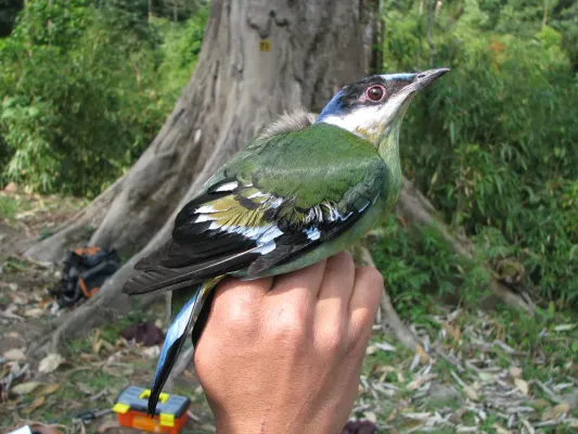 File:Cochoa viridis.jpg