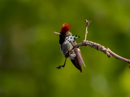 File:Lophornis gouldii Dot-eared Coquette (male), Santa Barbara do Pará, Pará, Brazil.jpg