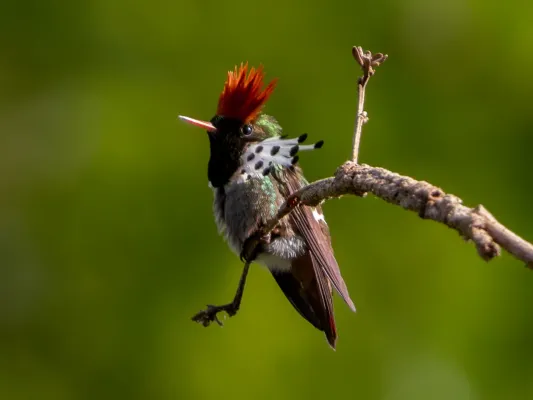 File:Lophornis gouldii Dot-eared Coquette (male), Santa Barbara do Pará, Pará, Brazil (cropped).jpg