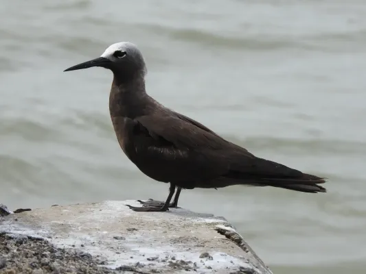 File:Lesser Noddy Anous tenuirostris 03.jpg
