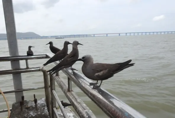 File:Lesser Noddy Anous tenuirostris 05.jpg