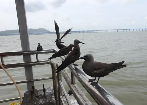 File:Lesser Noddy Anous tenuirostris 07.jpg