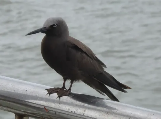 File:Lesser Noddy Anous tenuirostris 14.jpg