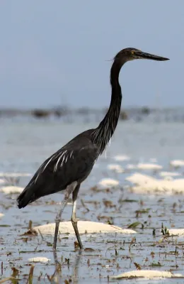 File:Ardea sumatrana -Palawan, Philippines-8.jpg