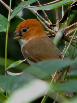 File:Paradoxornis ruficeps.jpg
